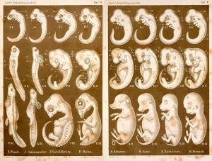 1874 Ernst Haeckel Embryo Drawings